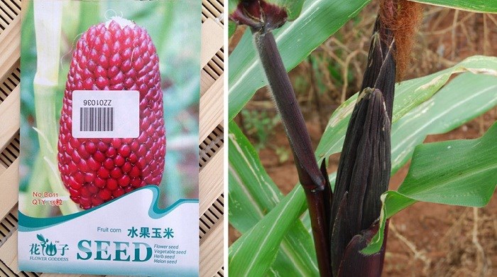 Giống[-]ngô[-]có[-]hình[-]dáng[-]giống[-]hệt[-]trái[-]dâu[-]tây
